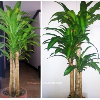 Plant of the Month: Dracaena Fragrans | Corn Plant | Fortune Plant